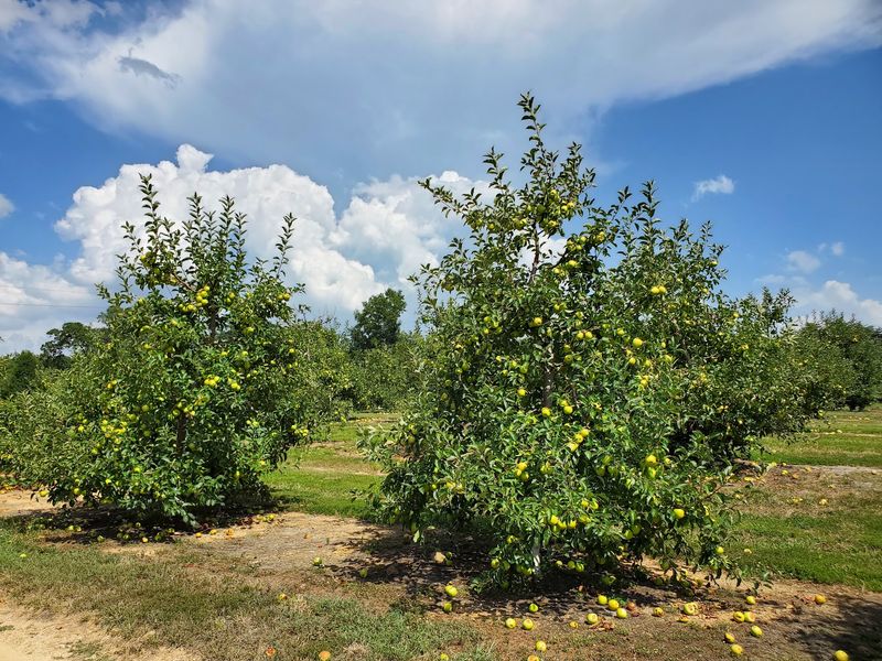 Millstone Creek Orchards - Ramseur