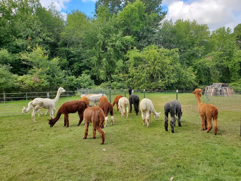 Harvard Alpaca Ranch, Harvard, Worcester County