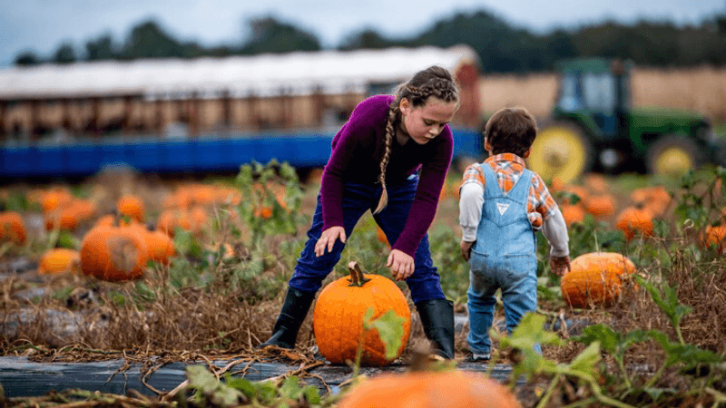 Chesterfield Berry Farm