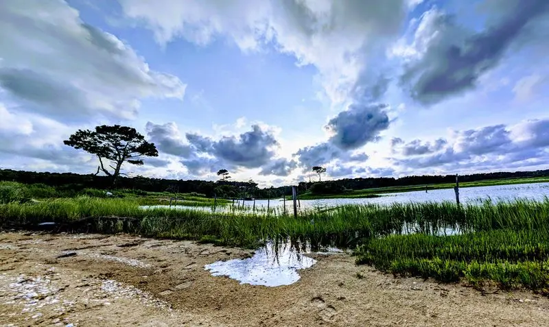 Eastern Shore of Virginia National Wildlife Refuge - Cape Charles