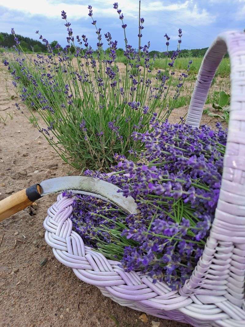 North Country Lavender Farm - Wolverine
