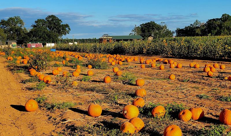 Holland Farms - Milton
