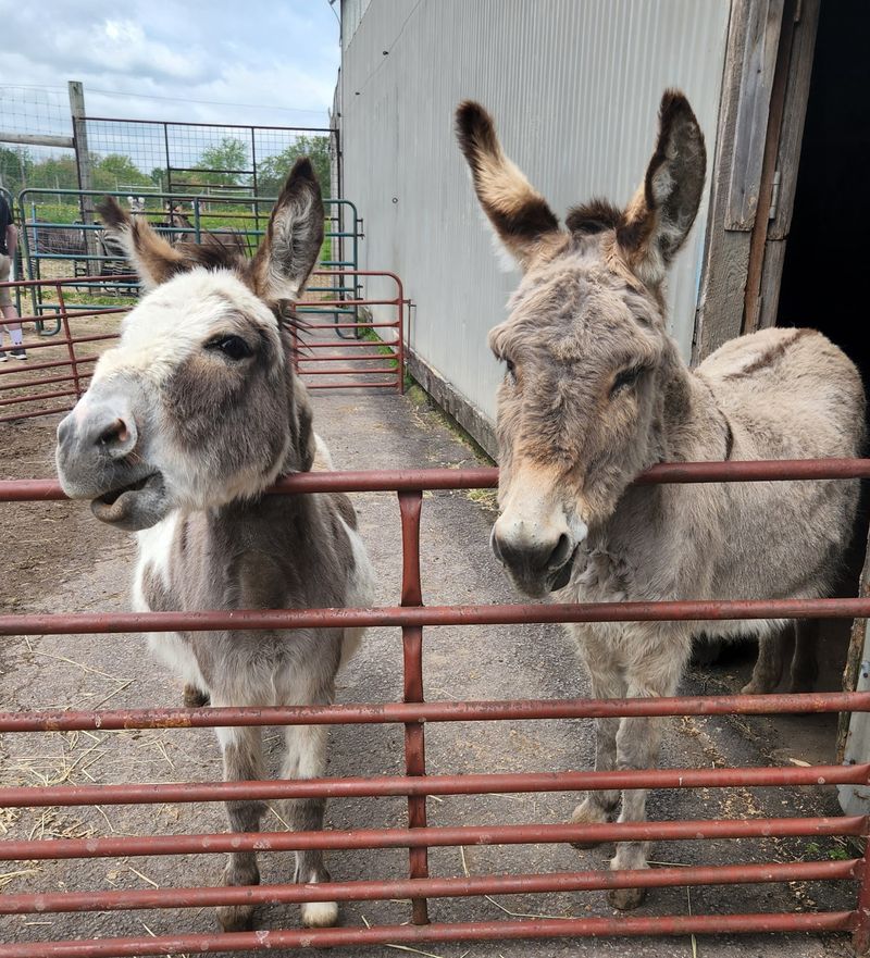 Safari Farm Petting Zoo & Sanctuary - Lake Ariel