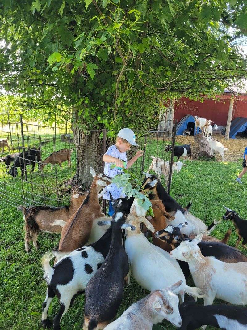 Mulberry Lane Farm - Hilbert
