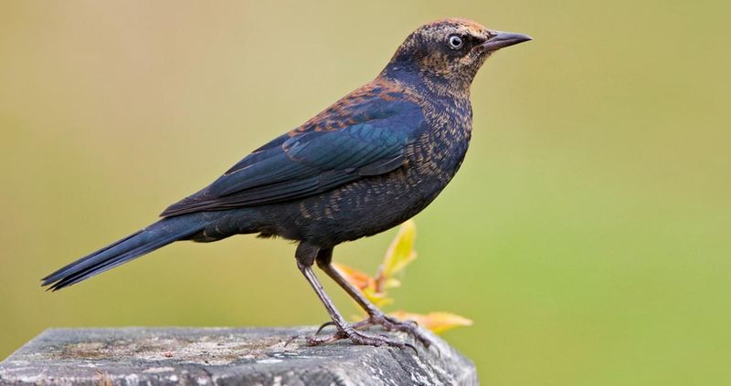 Bristow Bird Sanctuary - New Canaan