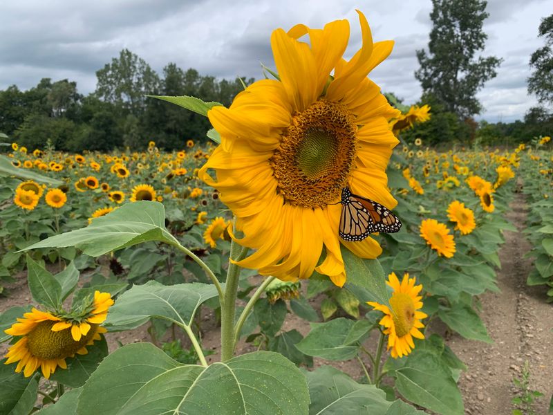DeBuck’s Family Farm - Belleville