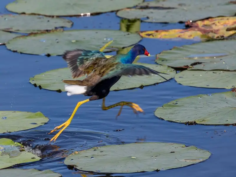 Anahuac National Wildlife Refuge, Anahuac, Chambers County