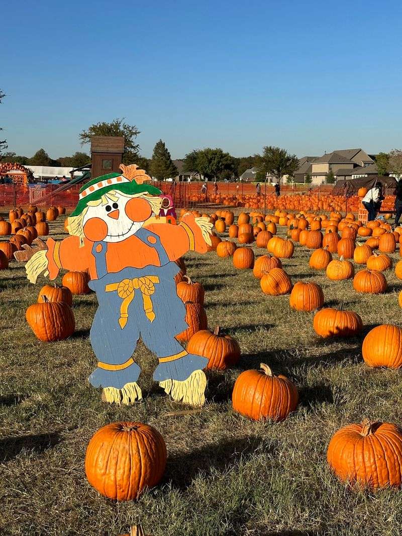 Flower Mound Pumpkin Patch - Flower Mound