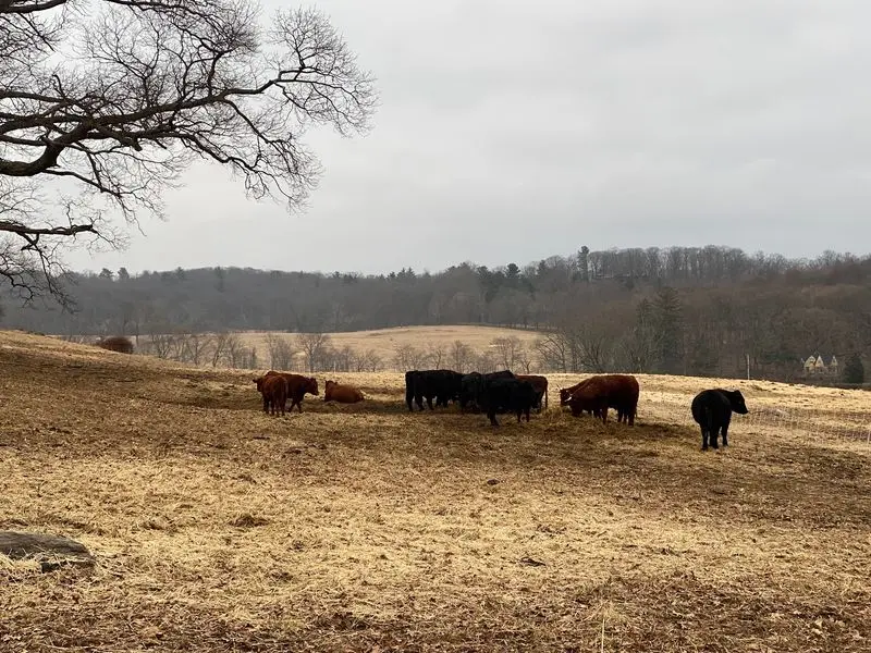 Blue Hill Farm - Millwood