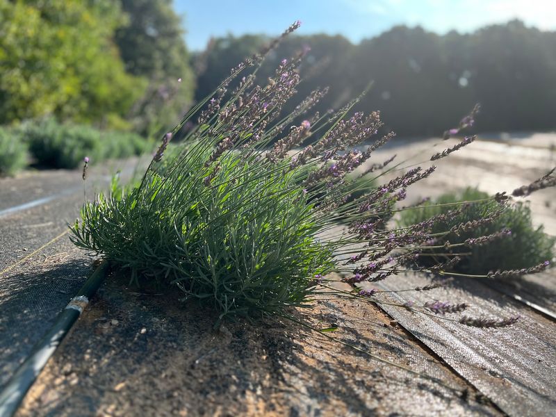 Great Lakes Lavender Farm - Rockford