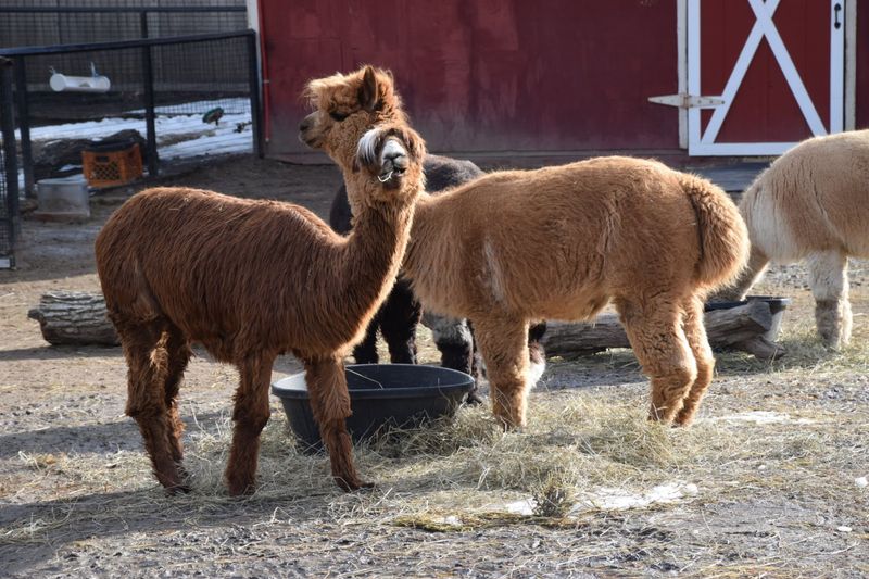 A Smaller Zoo That Feels Like a Win for Families