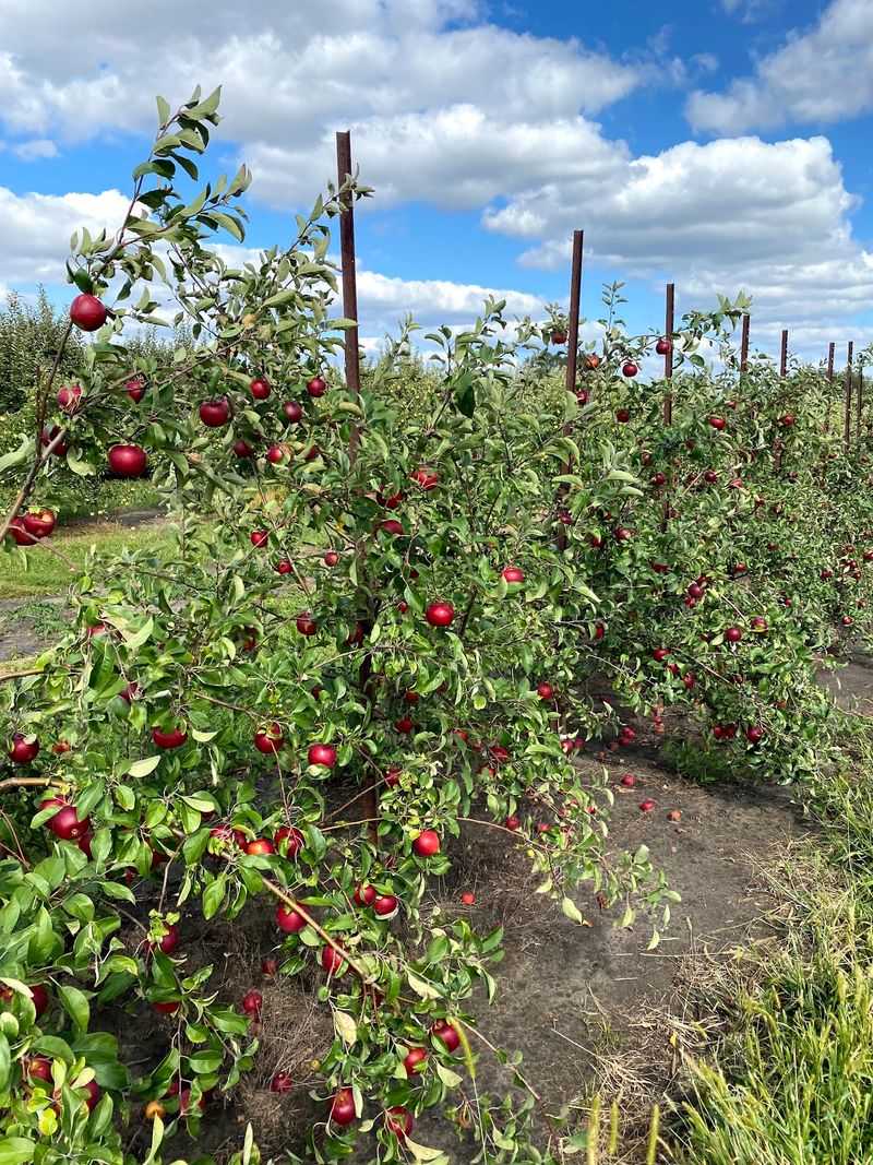 Johnston Fruit Farms - Swanton