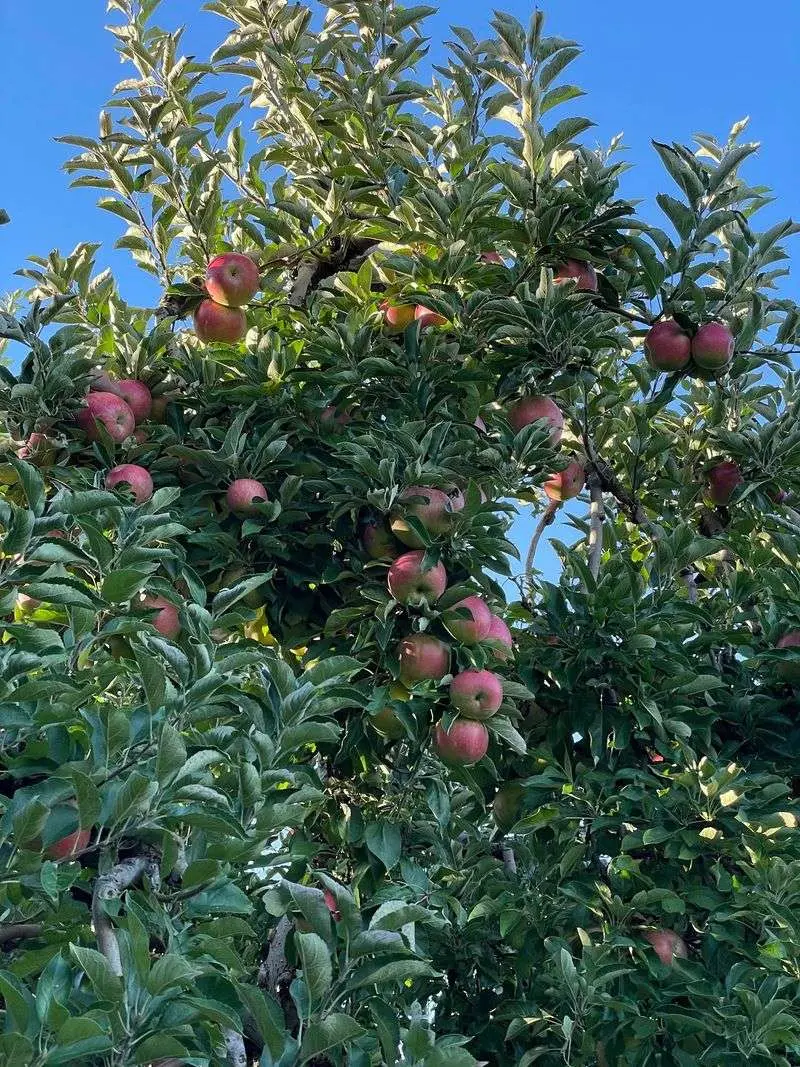 MacQueen Orchards - Holland