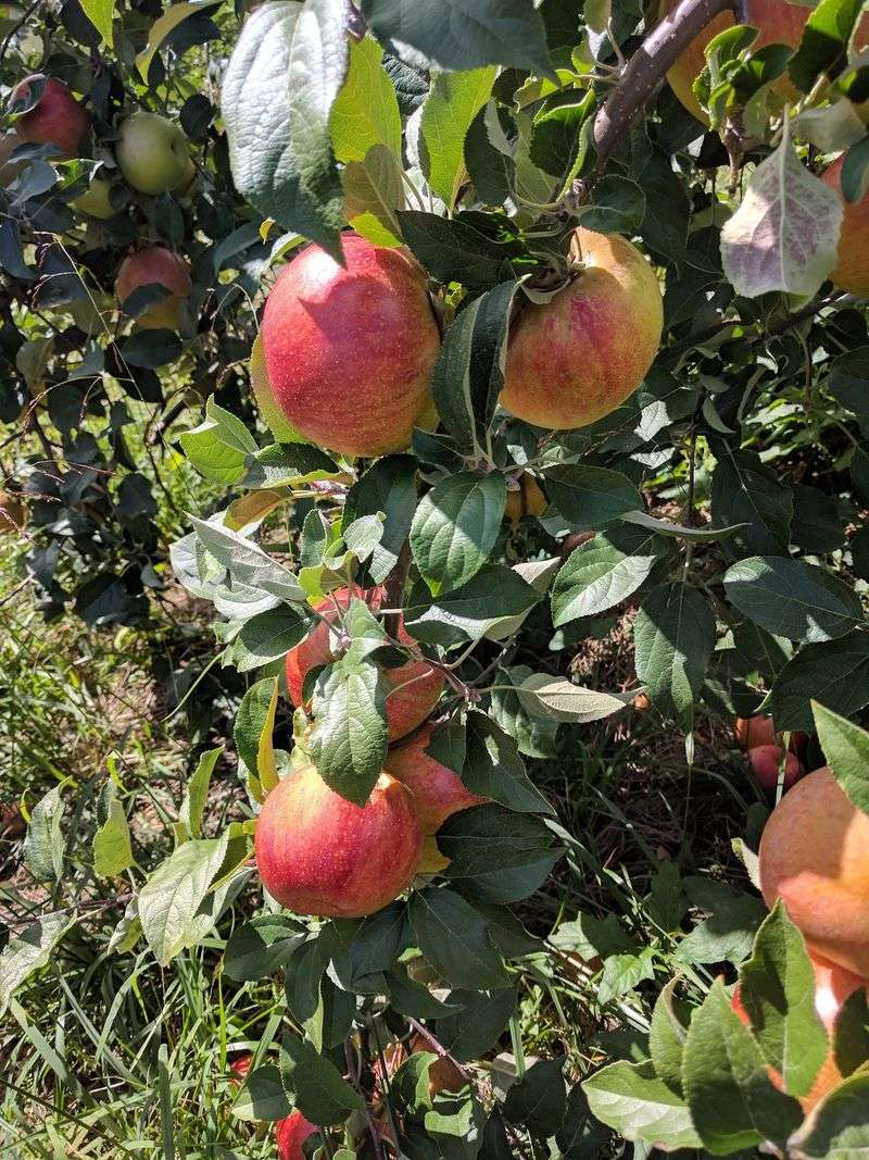 Hollin Farms - Delaplane