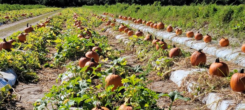 Farmer Mike's U-Pick - Bonita Springs