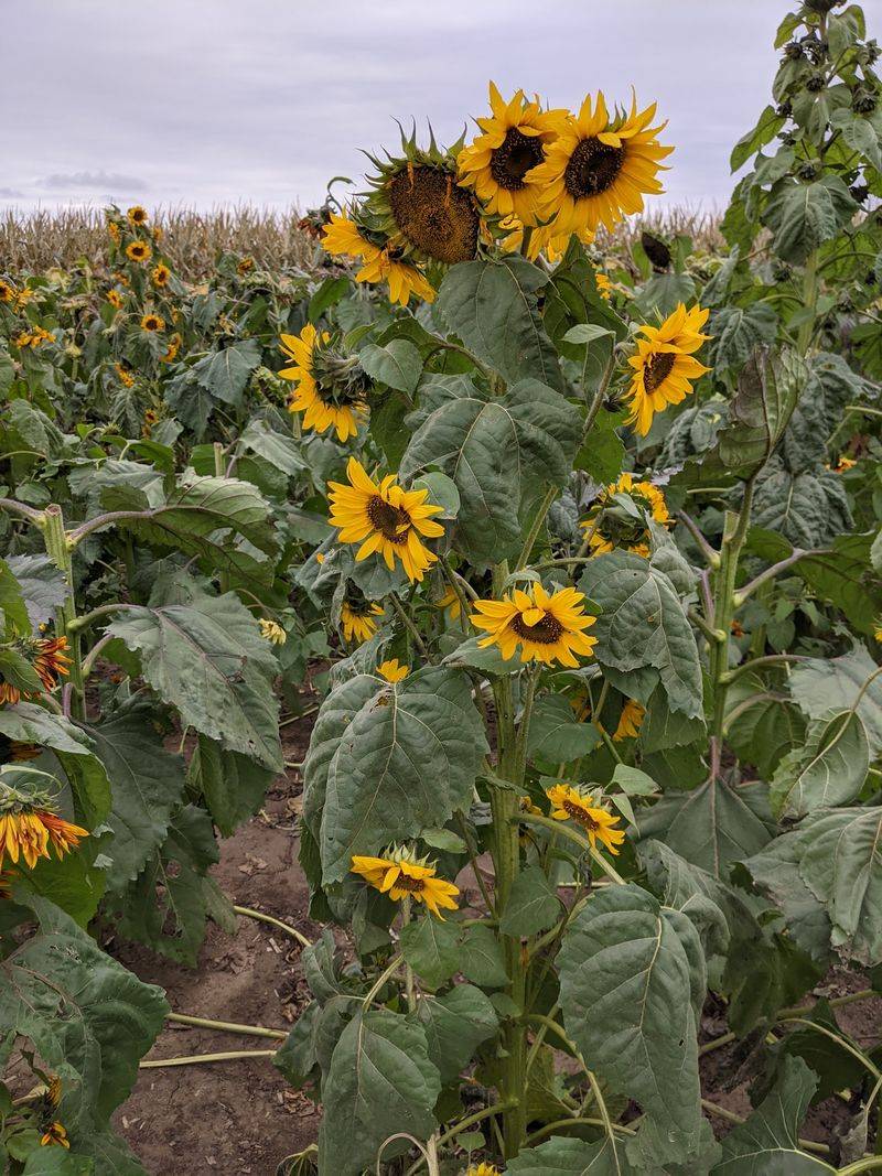Scarecrow Farm - Lawton