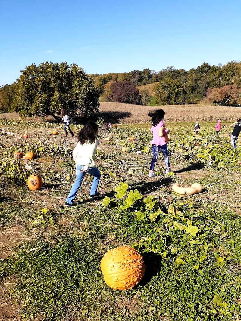 Pumpkin Patch Wandering Turns Picking Into Play