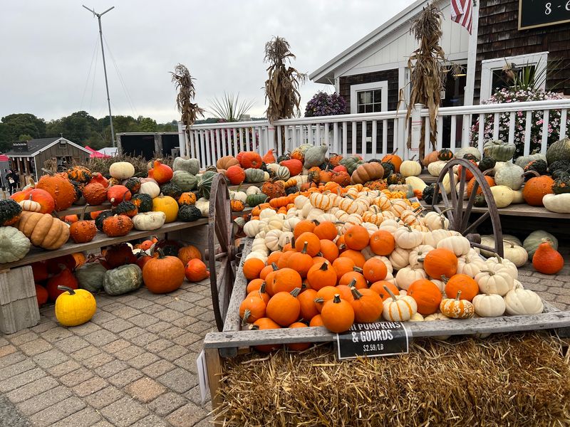 Pumpkins, Gourds, And Mums Fill the Farm With Fall Color