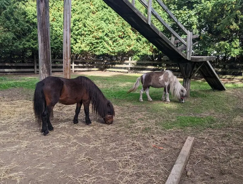 Farm Animals That Slow the Day Down