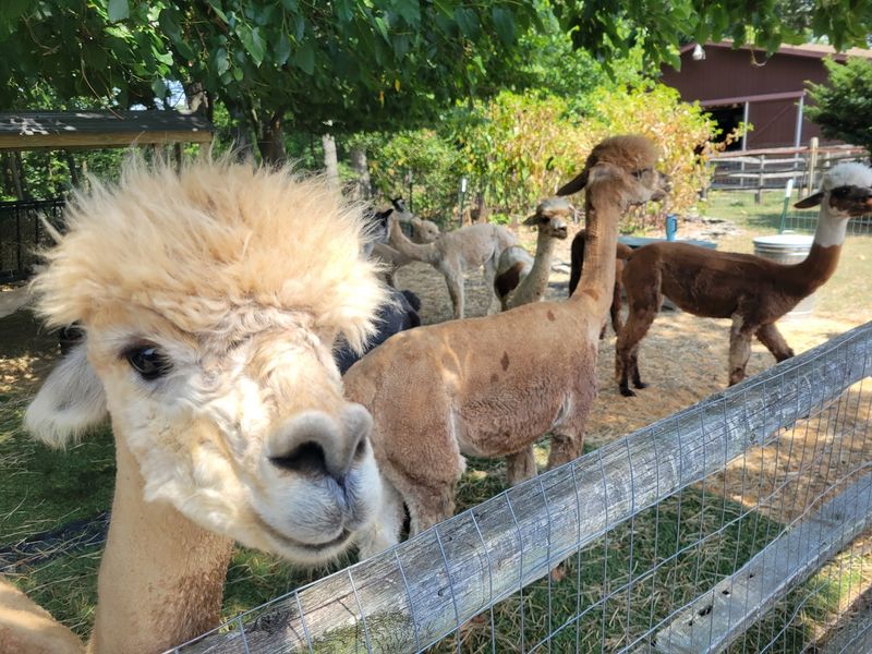 Shear Heaven Farm - York