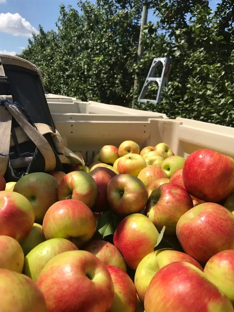 Flinchbaugh’s Orchard & Farm Market - Hallam