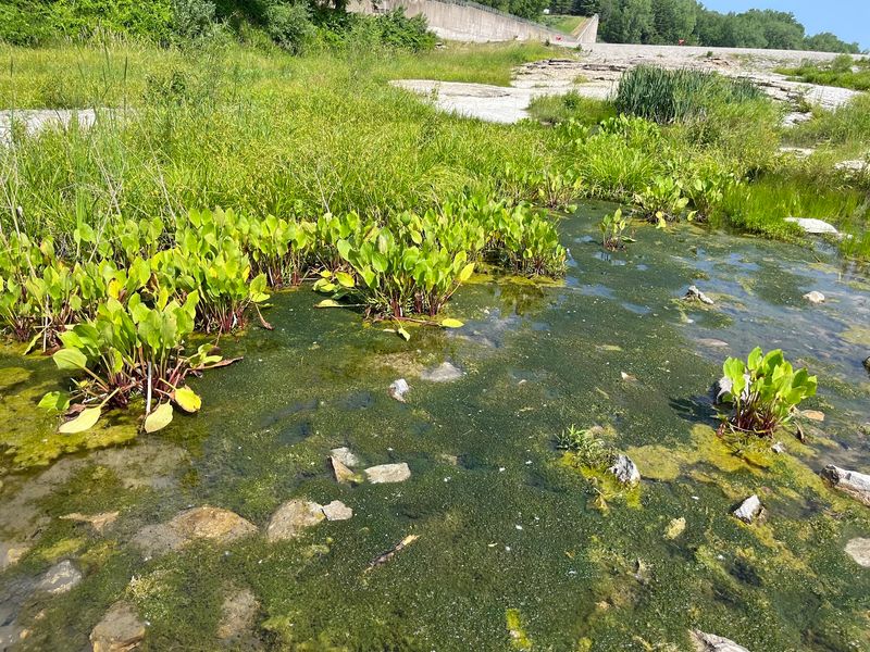 Birds, Wildflowers, Pools, and Quiet Surprises