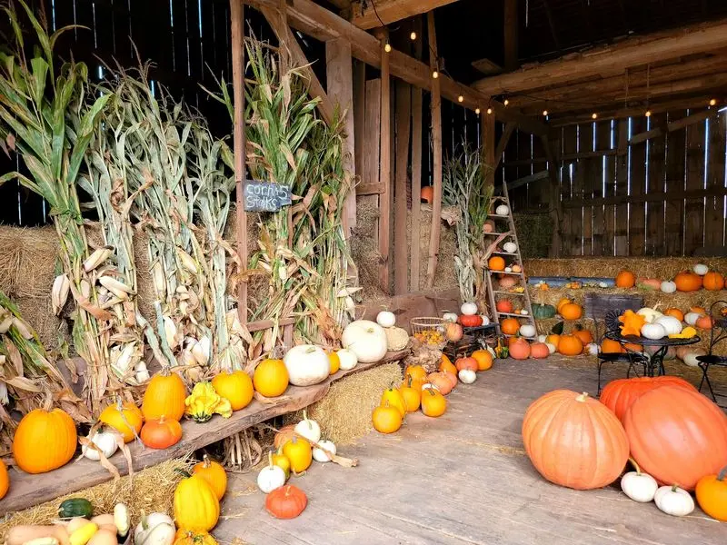 Pumpkin Head Pumpkin Patch & Corn Maze in Mansfield