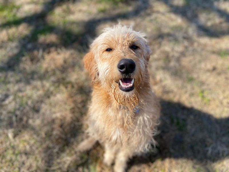 Macon Dog Park, Macon, Bibb County