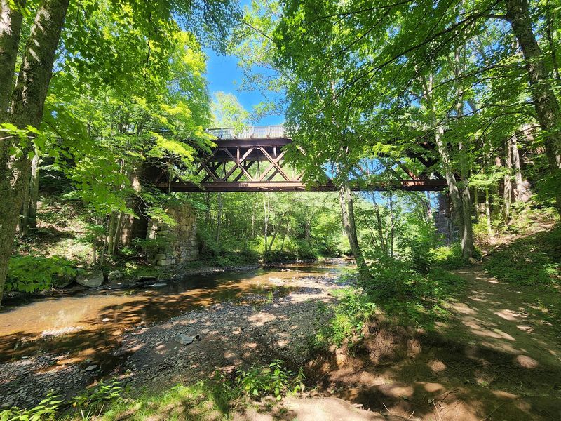 Birdsong, Tracks, and Wild Neighbors in the Trees