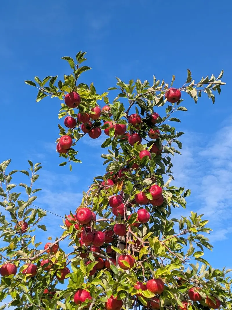 Branstool Orchards - Utica