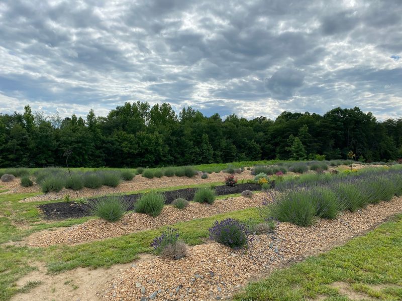 Max Meadows Lavender Farm LLC - Nathalie
