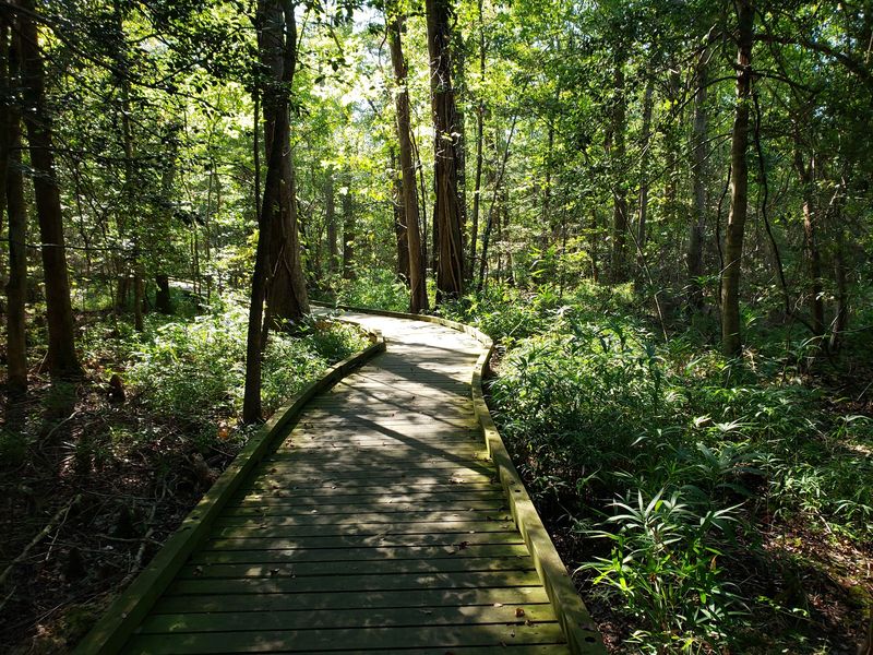 Walk the Swamp Boardwalk at Dismal Swamp State Park