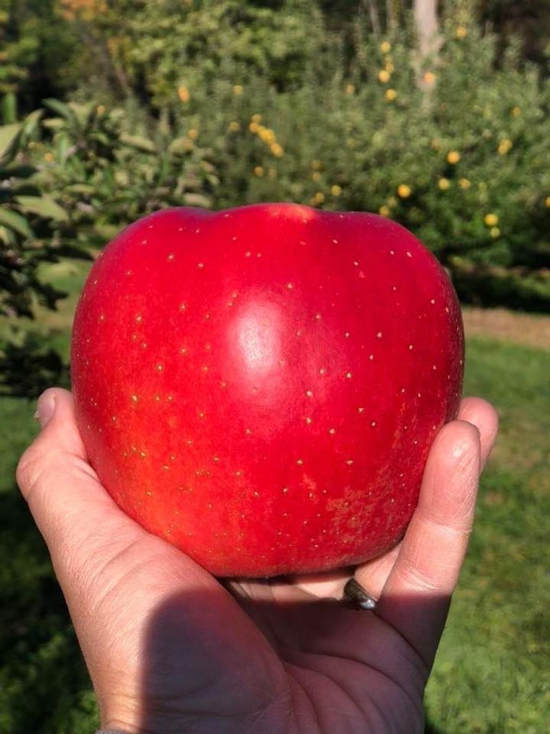 Hartford Orchards - Hartford