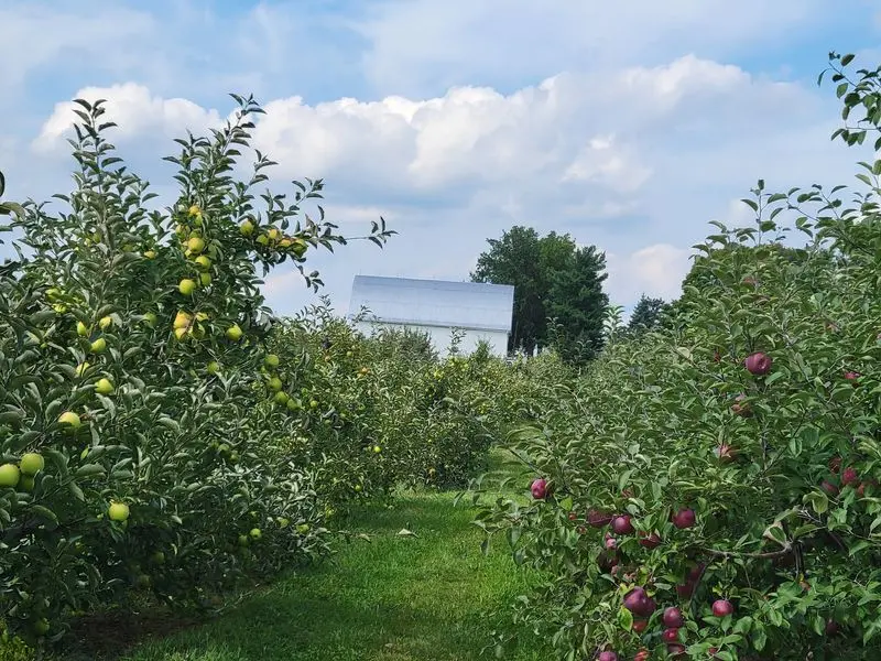 Geig’s Orchard - Seville
