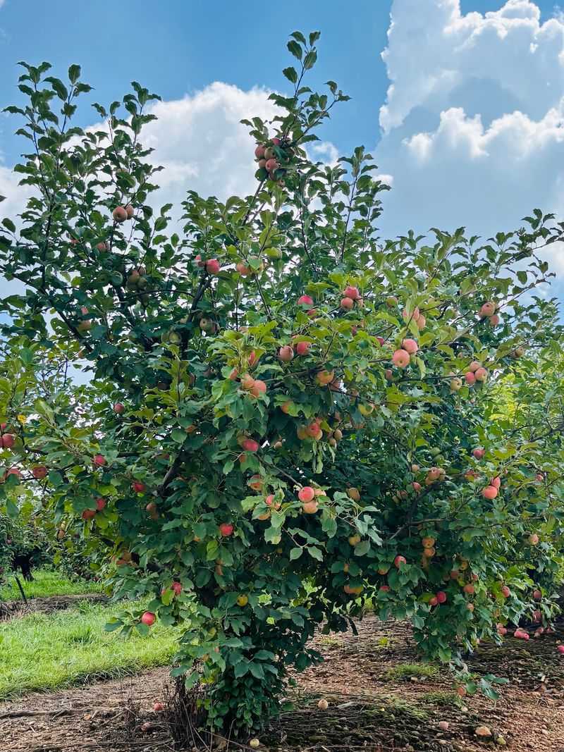R & A Orchards - Ellijay