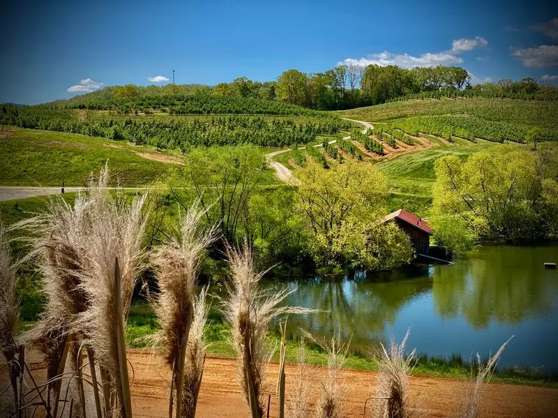 Mercier Orchards: A Blue Ridge Favorite