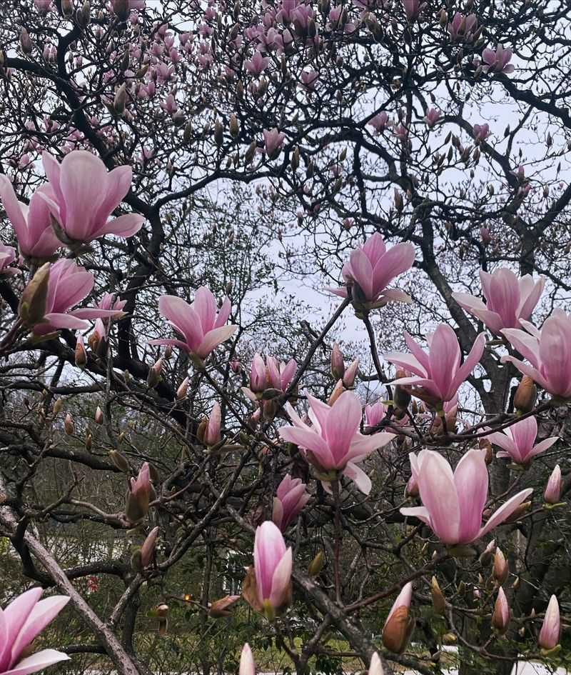 Woodlands Garden - Decatur