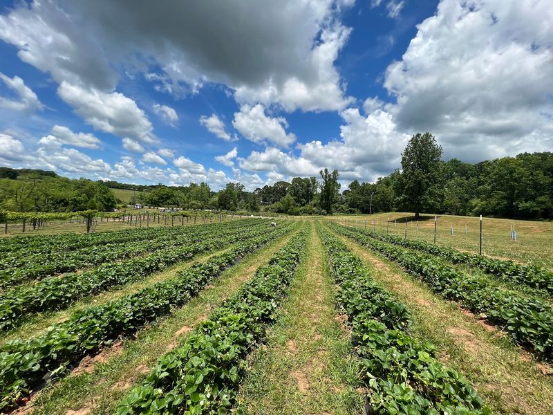 Bella Orchards - Jasper