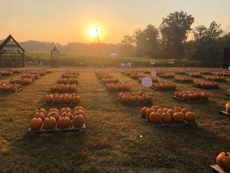 Kersey Valley Maize Adventure - Archdale