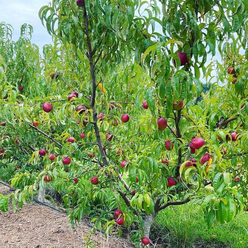 Weaver's Orchard