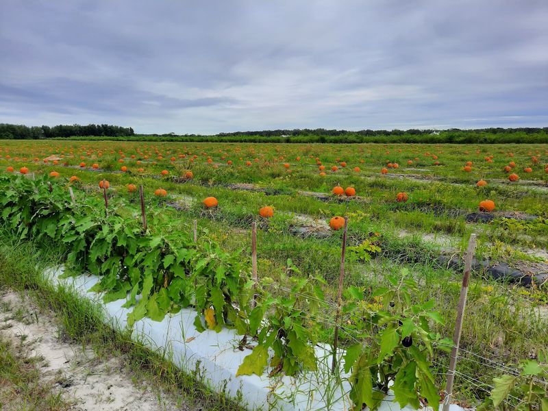 Hunsader Farms - Bradenton