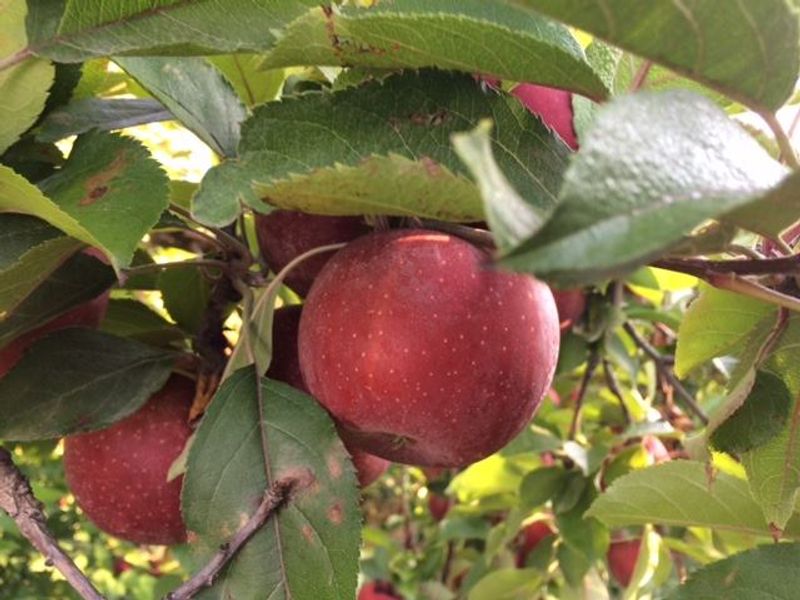 Marker-Miller Orchards - Winchester