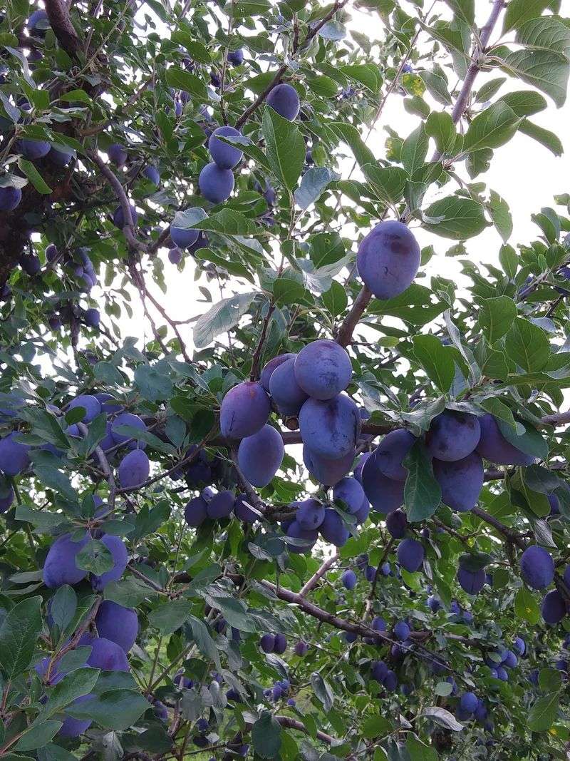 Blue Hills Orchard - Wallingford