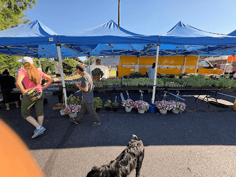 Plants And Garden Starts For a Piece of the Market at Home