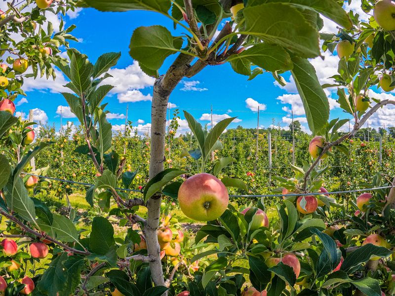 Tougas Family Farm - Northborough