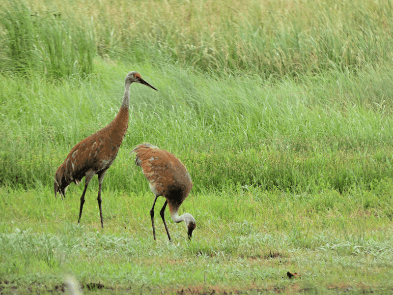 Hay Creek Trail & Boardwalk - Crex Meadows Wildlife Area, Grantsburg