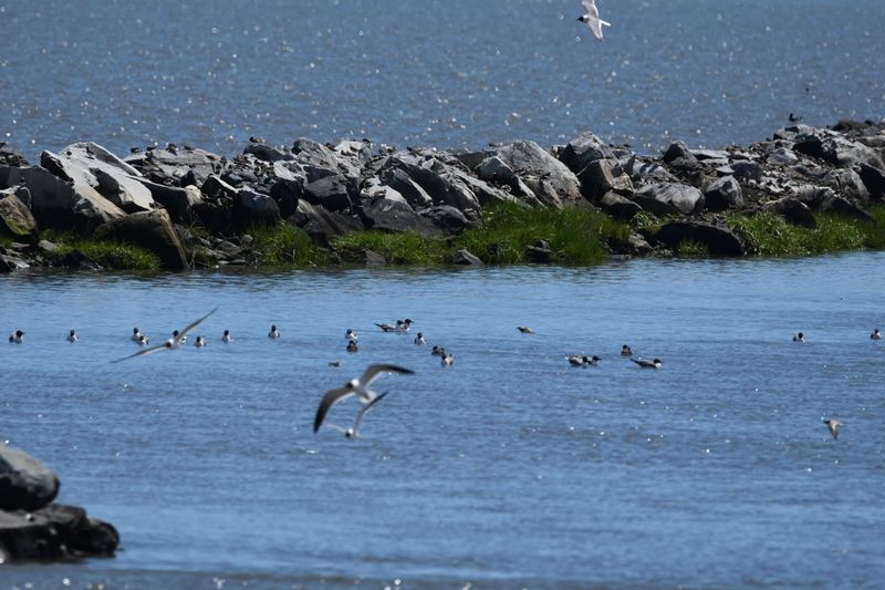 Shorebird Migration Turns the Sky Into a Travel Map