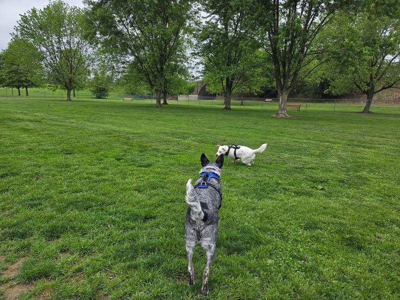 Off-Leash Dog Park @ Norlo Park