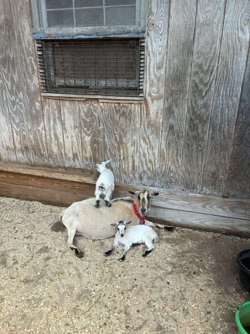 Bergey's Barnyard - Chesapeake