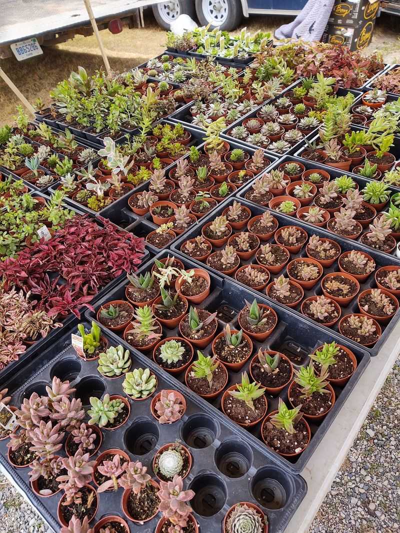Check Produce and Plants Before You Buy